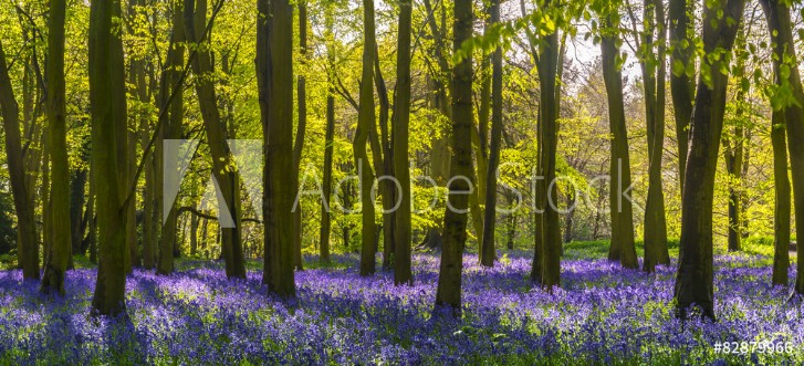 Picture of Sunlight casts shadows across bluebells in a wood